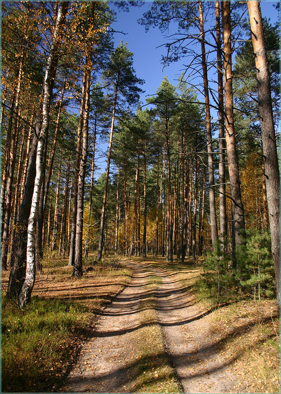 Фото дороги через осенний лес